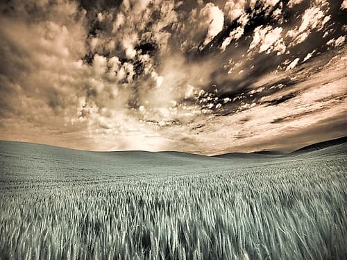 USA-Washington State-Palouse-wheat field and clouds Art Print